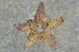 Echinoderm (Crinoids + Starfish) Association - Kaid Rami, Morocco #102837-1